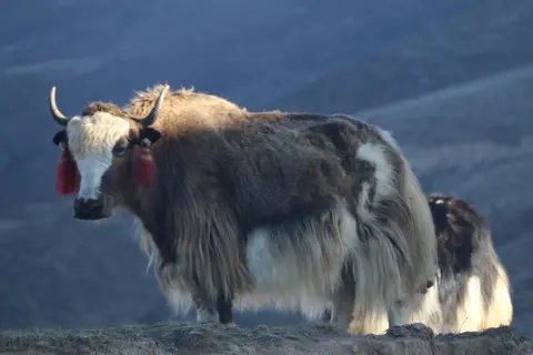 Yak