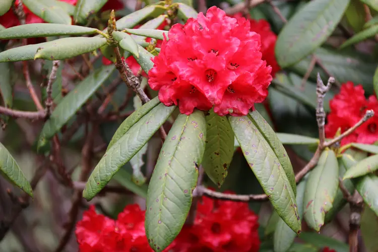 Nepal's National Flowers