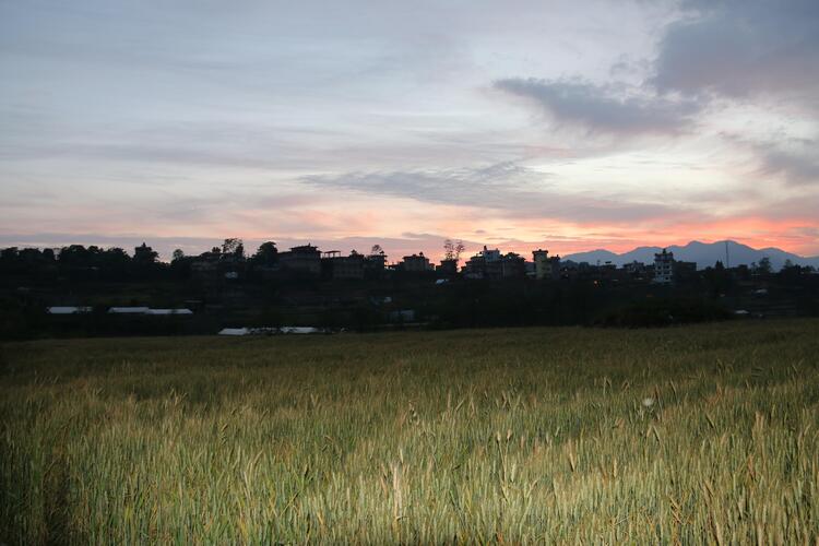 Sunset with rice 